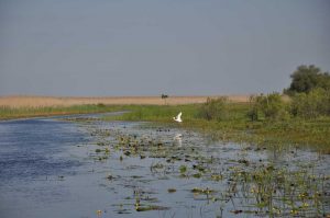 Imprejurimi Vulturul Pescar Delta Dunarii