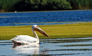 Imprejurimi Vulturul Pescar Delta Dunarii