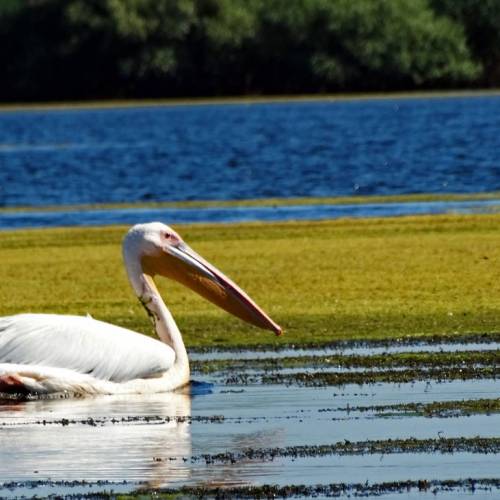 Lacul Baclanestii Mari