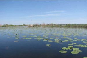 Imprejurimi Vulturul Pescar Delta Dunarii