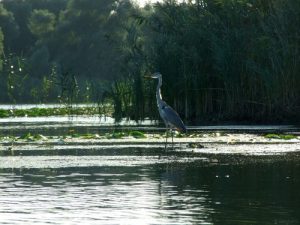 Imprejurimi Vulturul Pescar Delta Dunarii