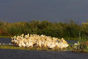 Imprejurimi Vulturul Pescar Delta Dunarii