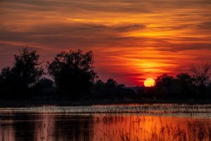 Imprejurimi Vulturul Pescar Delta Dunarii