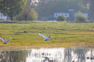 Imprejurimi Vulturul Pescar Delta Dunarii